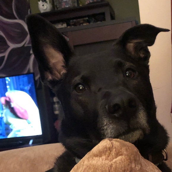 Meet your Posher, Adrienne - Picture 1 of 1